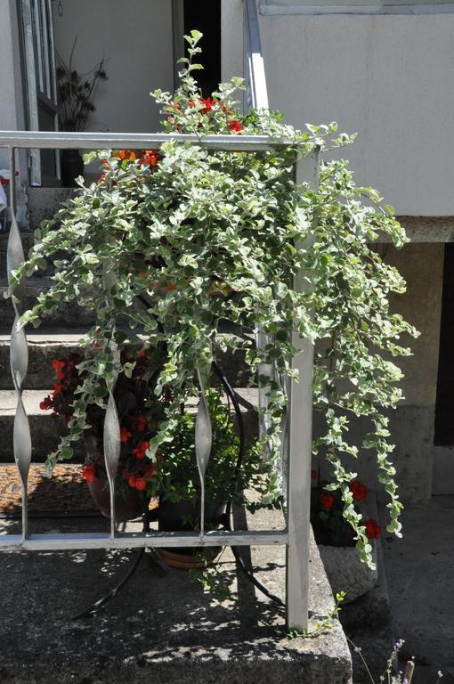 Apartment Marioni Buzet Exterior photo